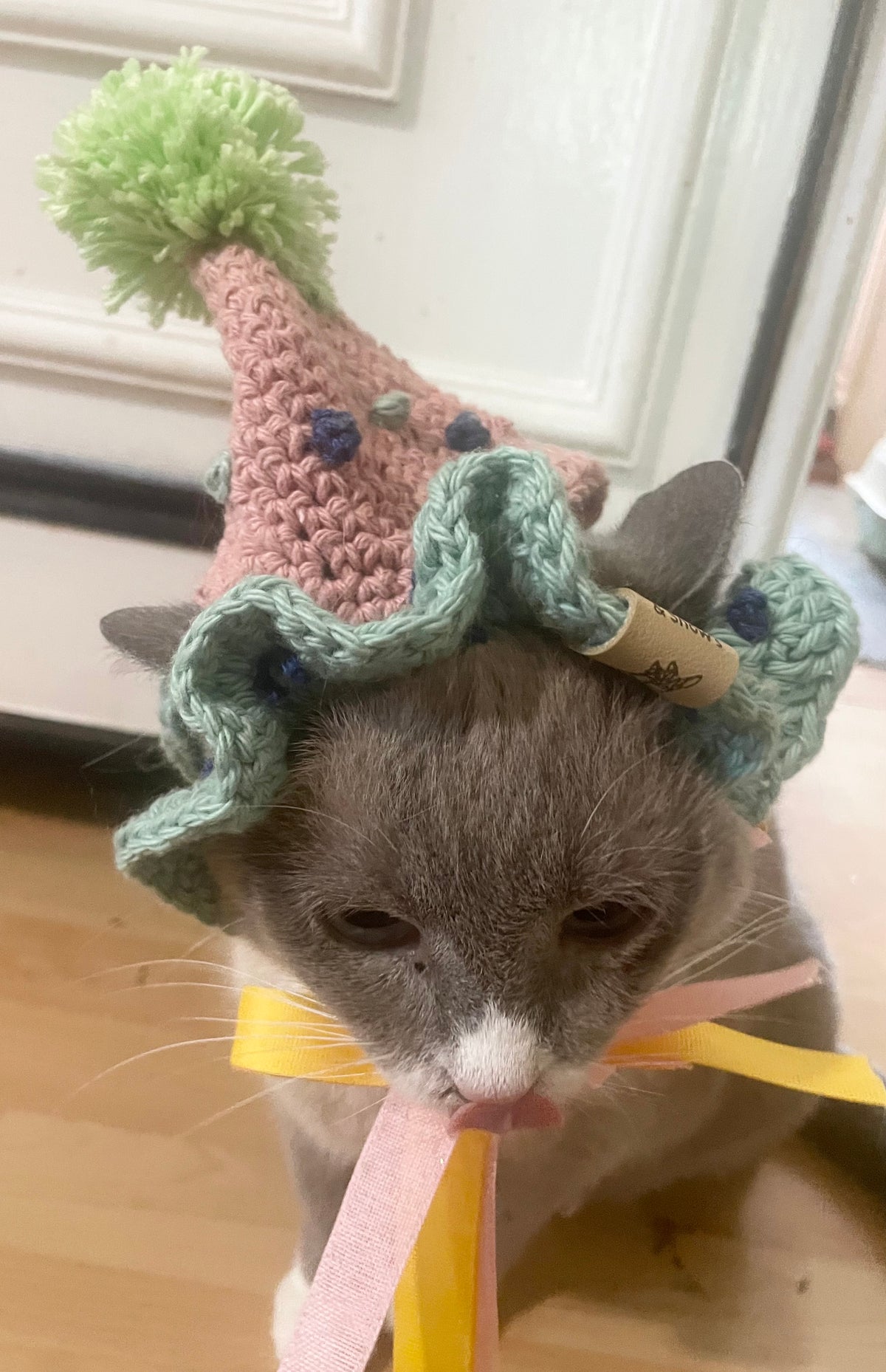 Cat dog birthday hat