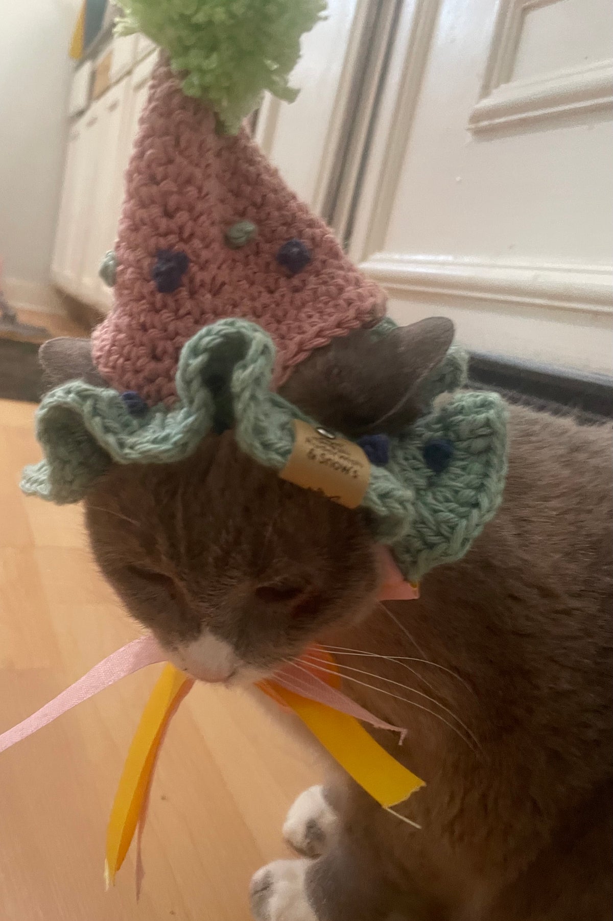 Cat dog birthday hat
